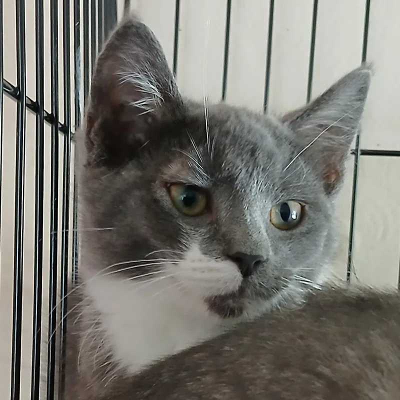 A baby small-sized female Gray / Blue / Silver Domestic Short Hair cat named Monopoly for adoption in Irwin, PA