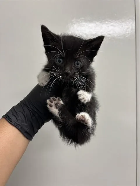 A baby small-sized male Domestic Short Hair cat named Mo for adoption in Ontario, CA