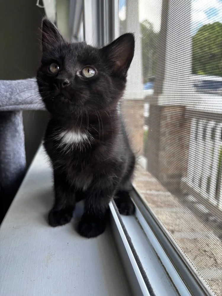 A baby small-sized male Black & White / Tuxedo Domestic Short Hair cat named Bash for adoption in Mooresville, NC
