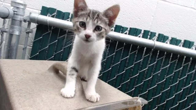 A baby medium-sized male Domestic Short Hair cat named Mike for adoption in Downey, CA