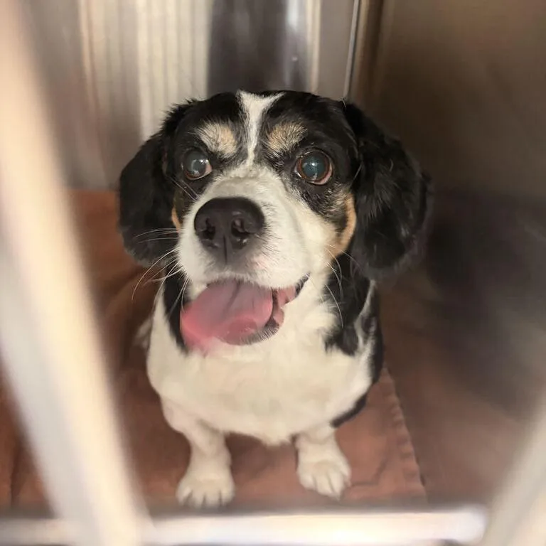An adult small-sized male Mixed Breed dog named Parker for adoption in Davenport, IA