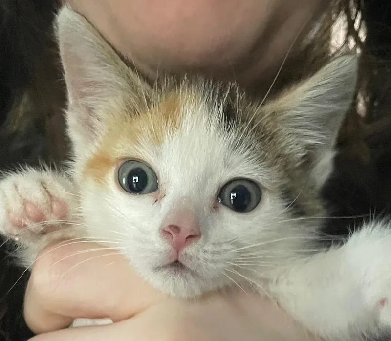 A baby small-sized female Calico cat named Norma for adoption in Newaygo, MI