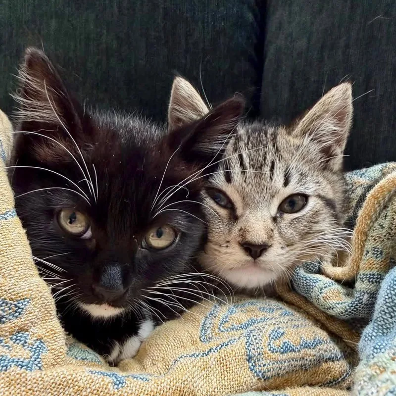 A baby small-sized female Black Domestic Short Hair cat named Ruby for adoption in Oakland, CA