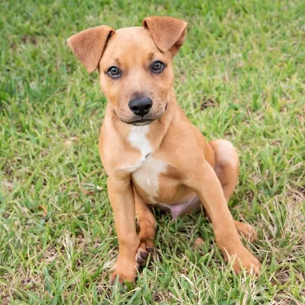 A baby small-sized male Yellow / Tan / Blond / Fawn Terrier dog named Puppy Rodrigo for adoption in Miami, FL
