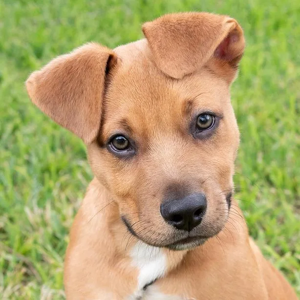 Puppy Rodrigo thumbnail 2