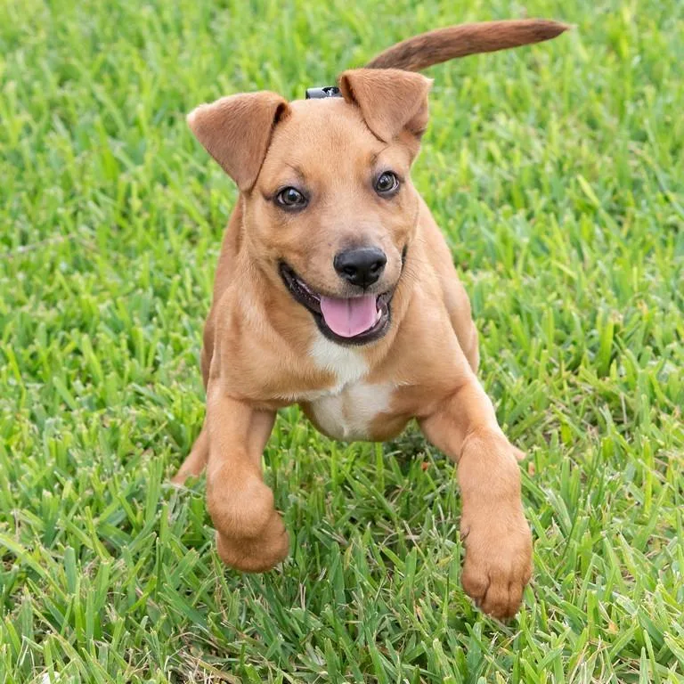 Puppy Rodrigo thumbnail 3