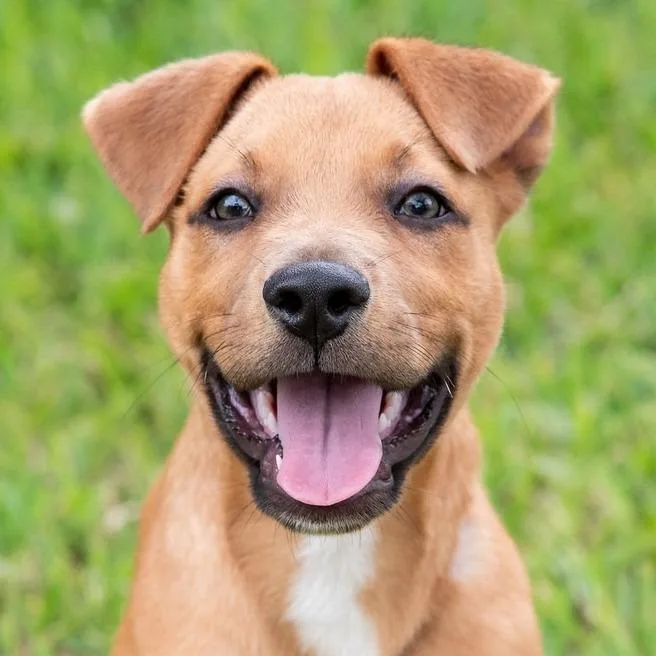 Puppy Rodrigo thumbnail 4