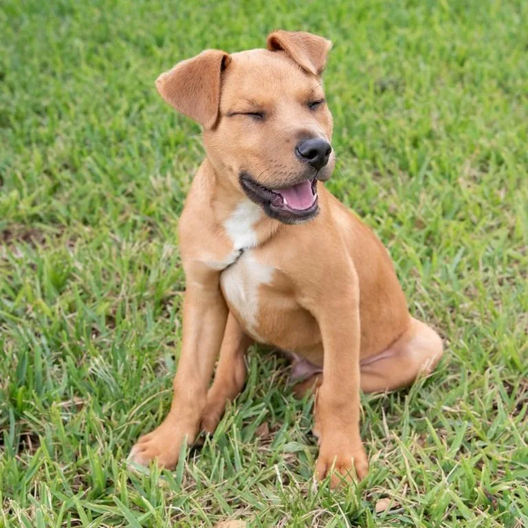 Puppy Rodrigo thumbnail 5