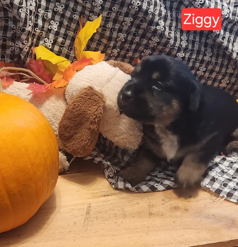 A baby small-sized female Dachshund dog named Puppy Ziggy for adoption in Los Angeles, CA