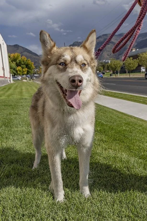 An adult medium-sized female White / Cream Husky dog named Nala for adoption in Millville, UT
