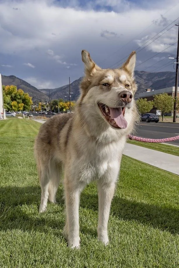 Nala thumbnail 2