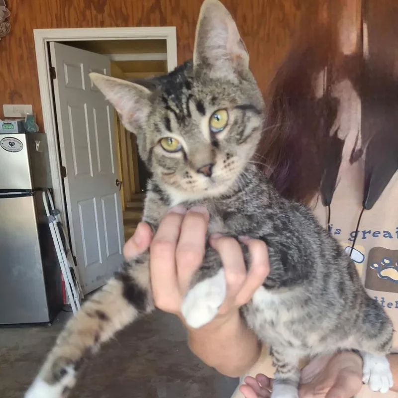 A baby medium-sized male Brown / Chocolate Domestic Short Hair cat named Mikey for adoption in Hattiesburg, MS