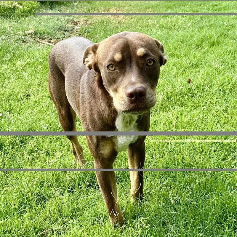 An adult medium-sized female Brown / Chocolate Labrador Retriever dog named Kiwi for adoption in Oceanside, CA