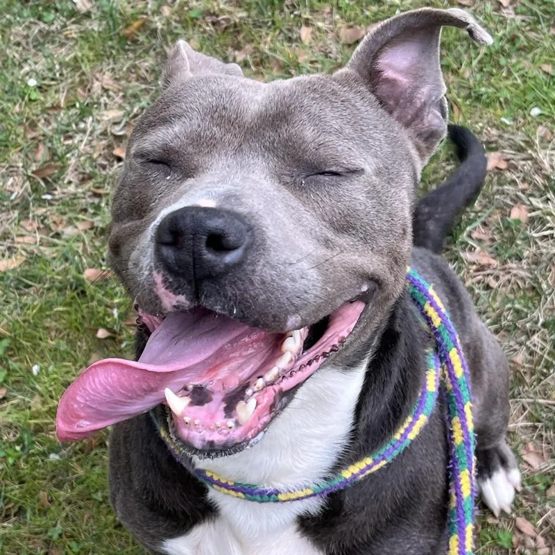 An adult medium-sized male Gray / Blue / Silver Terrier dog named Wallet for adoption in Chattanooga, TN