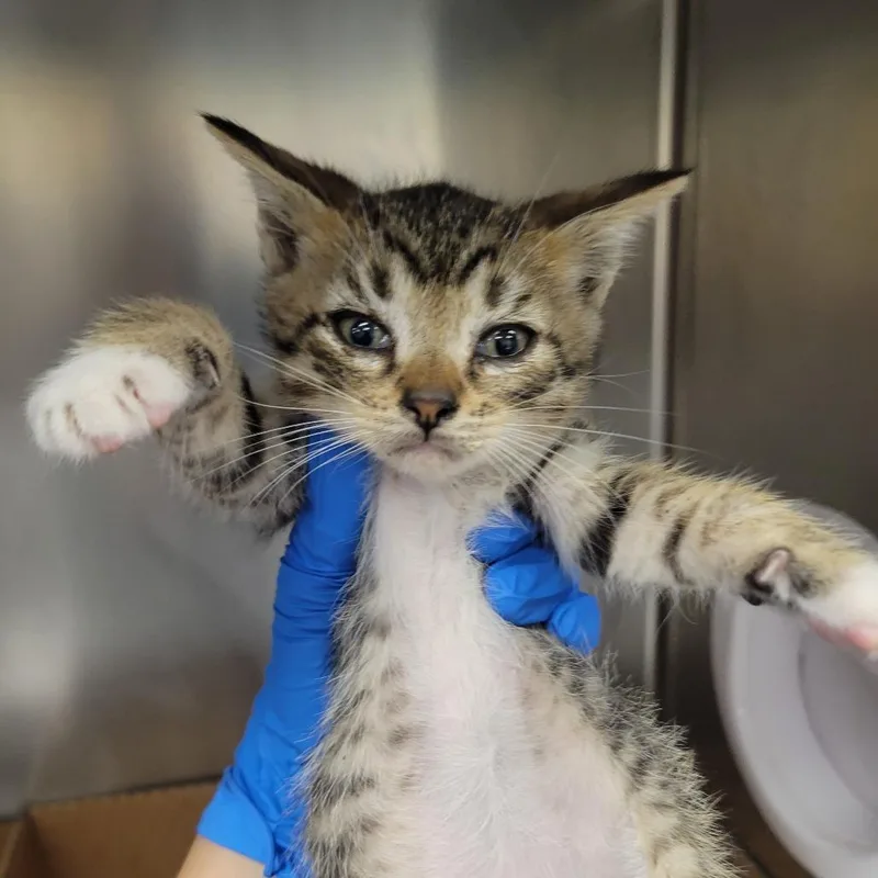 A baby small-sized male Brown / Chocolate Domestic Short Hair cat named Bun Bo Hue for adoption in Westminster, CA