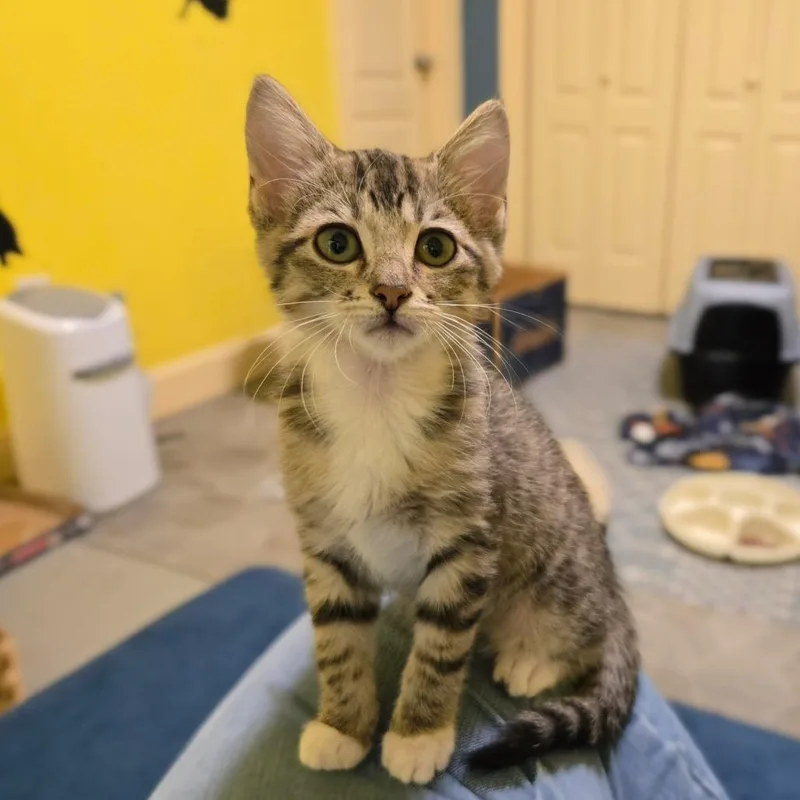 A baby small-sized female Brown / Chocolate Domestic Short Hair cat named Fibula for adoption in Brownsboro, AL