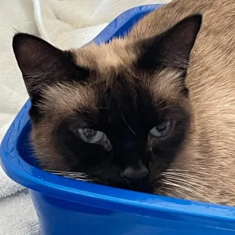 An adult large-sized female Domestic Short Hair cat named Candy for adoption in Cumming, GA