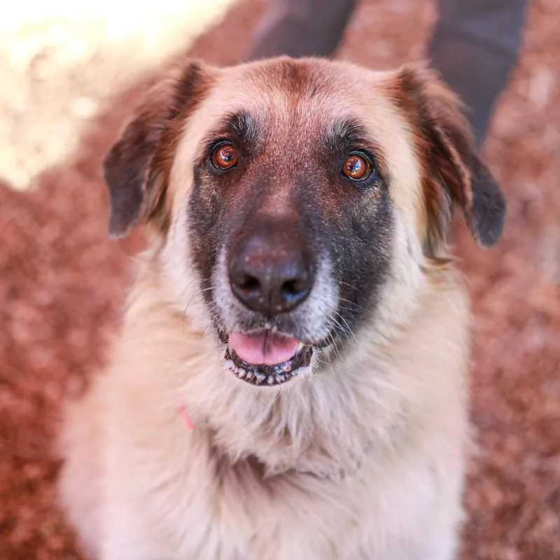 An adult large-sized female Anatolian Shepherd dog named Tama Big Love for adoption in Grass Valley, CA