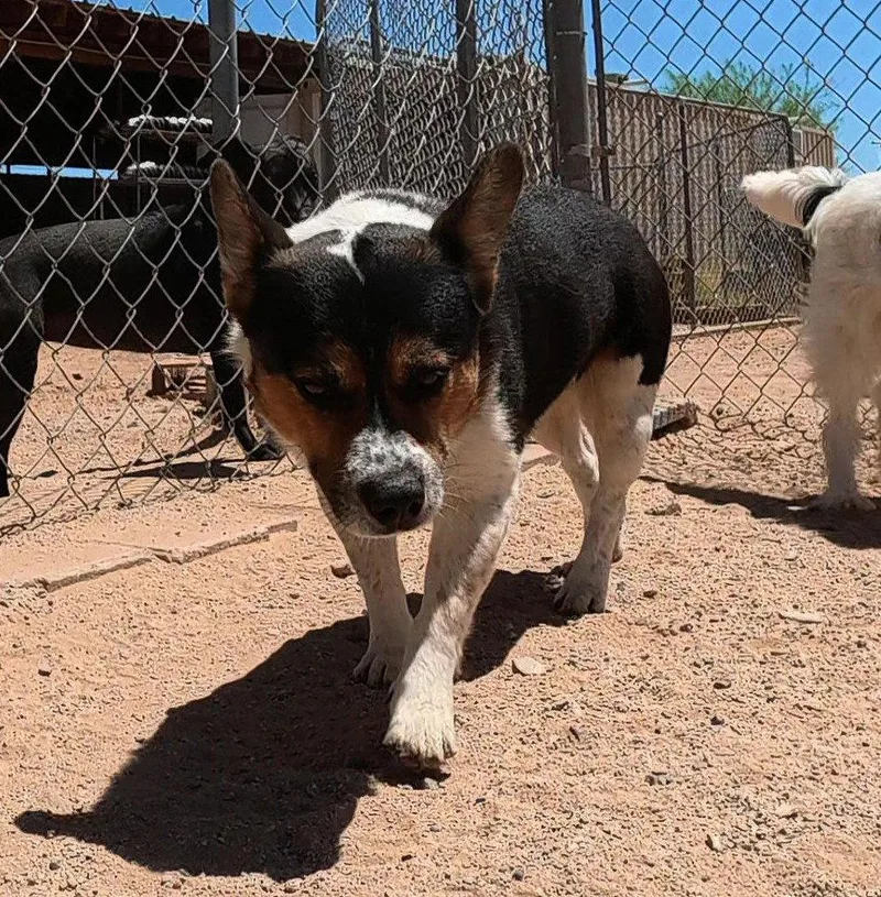 An adult small-sized male Corgi dog named Vinny for adoption in Queen Creek, AZ