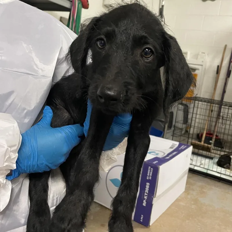A baby small-sized male Black Terrier dog named Fresier for adoption in Edinburg, TX