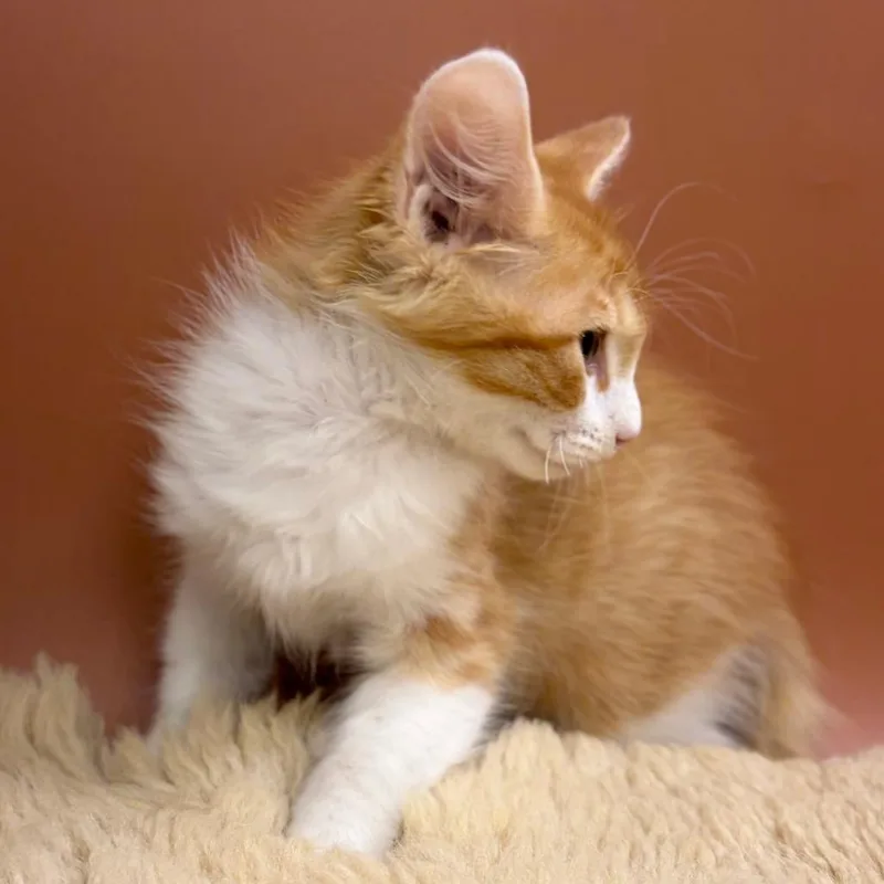 A baby small-sized male Orange / Red Domestic Short Hair cat named Chucky for adoption in San Antonio, TX
