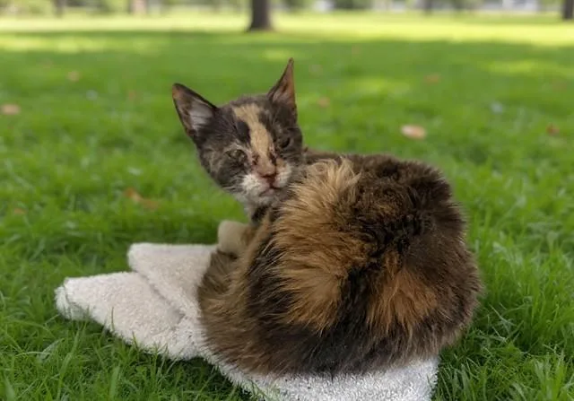 An adult small-sized female Domestic Medium Hair cat named Mosaic for adoption in Agoura, CA