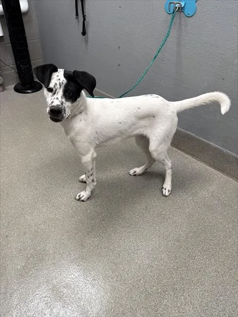 A young medium-sized male Bearded Collie dog named Kevin Abstract for adoption in Las Vegas, NV