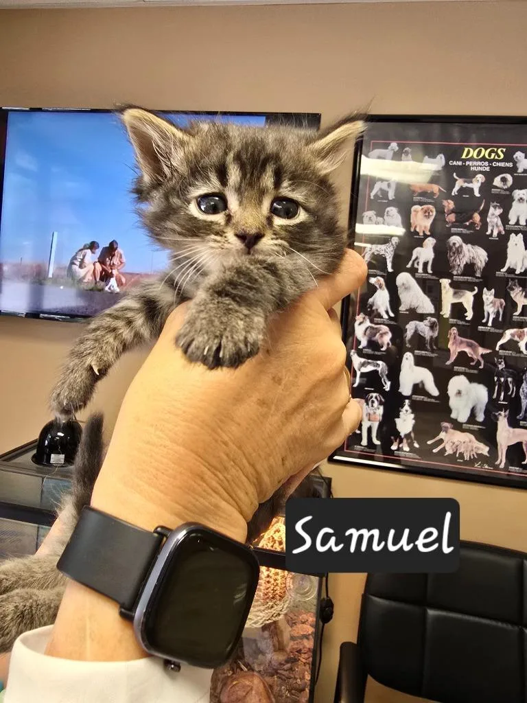 A baby small-sized male Tiger cat named Samuel for adoption in Maumelle, AR
