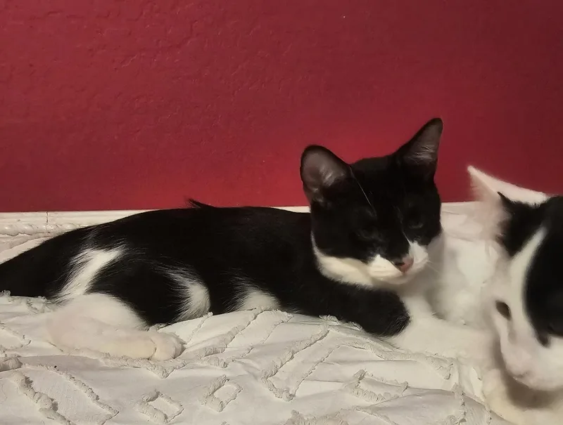 A baby small-sized female Black Domestic Short Hair cat named Rory Gaelic for adoption in Chandler, AZ