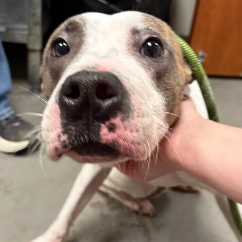 An adult medium-sized male Pit Bull Terrier dog named Sharky for adoption in Yuma, AZ