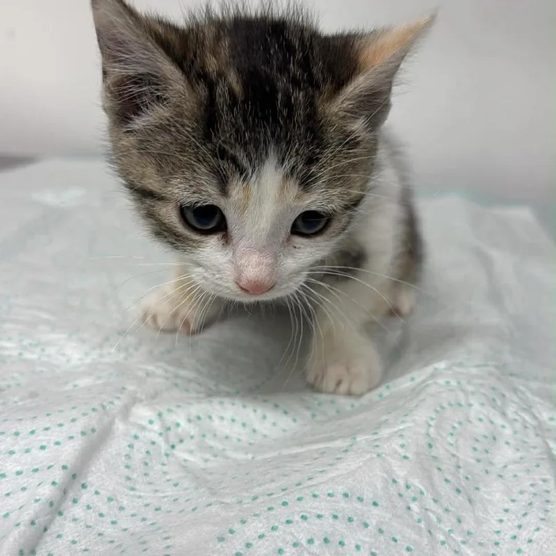 A baby small-sized female White Domestic Short Hair cat named Ovaltine Murk for adoption in Eaton Rapids, MI