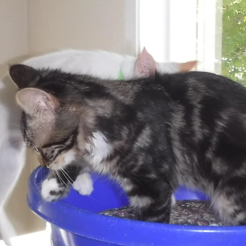 Millie  Super Fun thumbnail 4