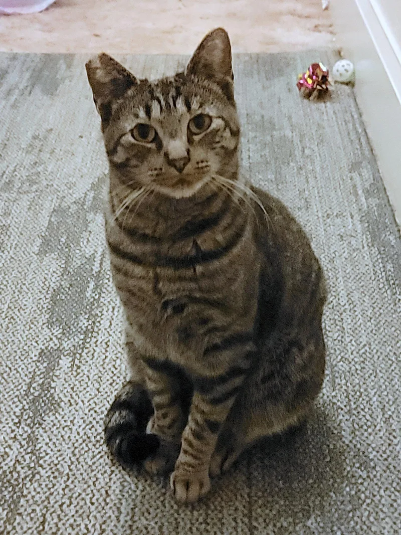 PEPPER   Offered