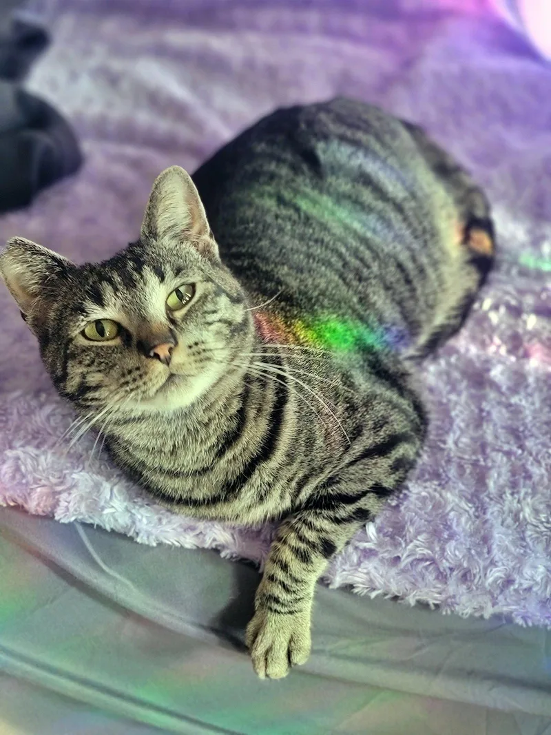 PEPPER   Offered thumbnail 3