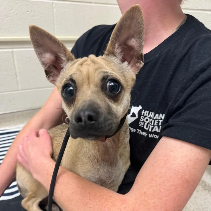 A young small-sized male Yellow / Tan / Blond / Fawn Chihuahua dog named Dante for adoption in Murray, UT