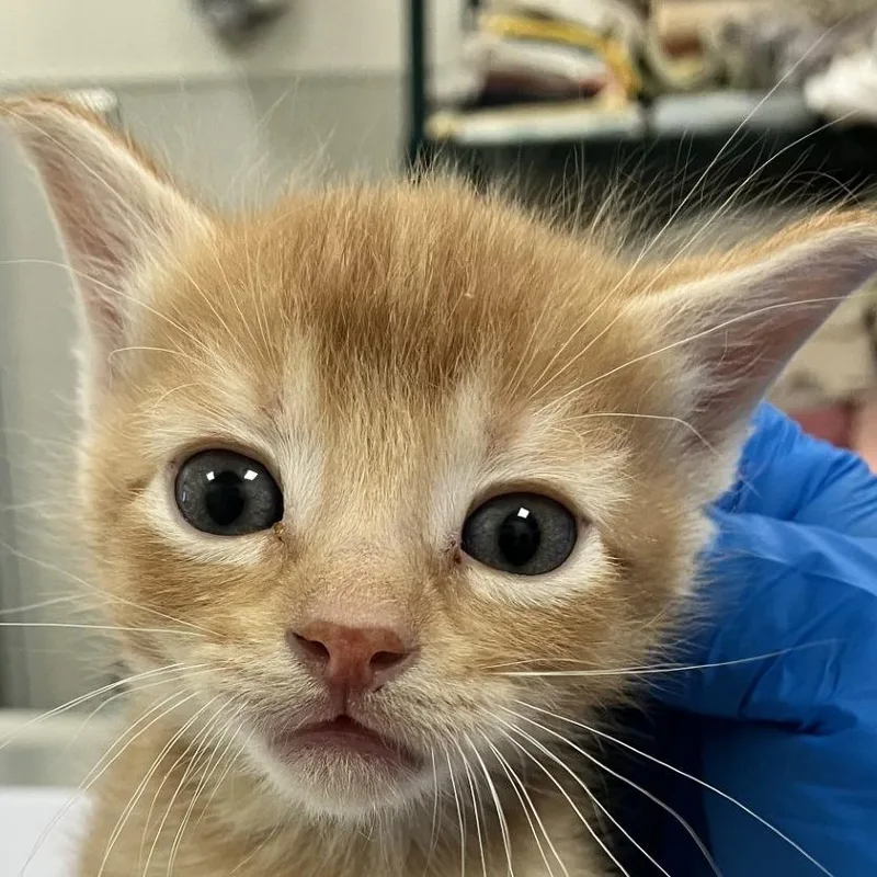 Simba