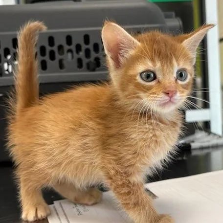 Simba thumbnail 2