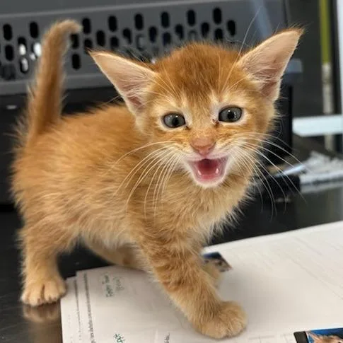 Simba thumbnail 3