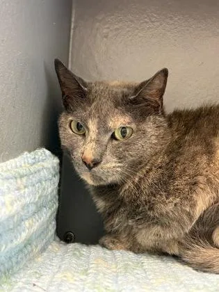 An adult small-sized female Domestic Short Hair cat named Saturn for adoption in West Chester, PA