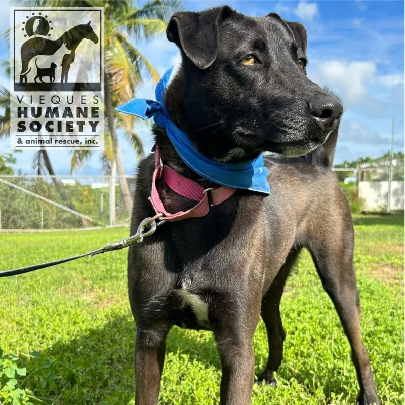 An adult medium-sized male Mixed Breed dog named Frank for adoption in Vieques, PR