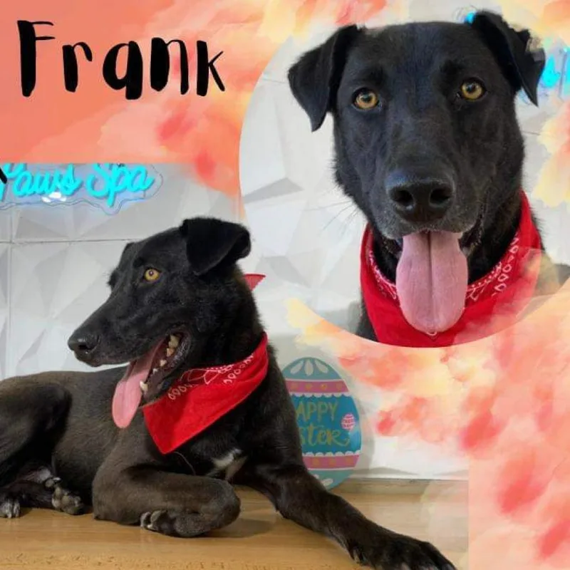 Frank thumbnail 4