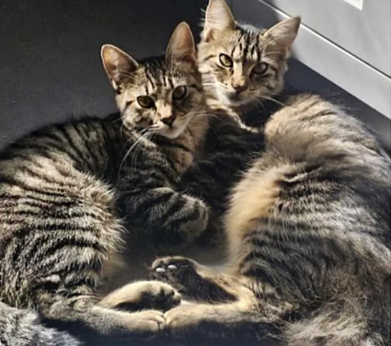 Miss Mittens thumbnail 2