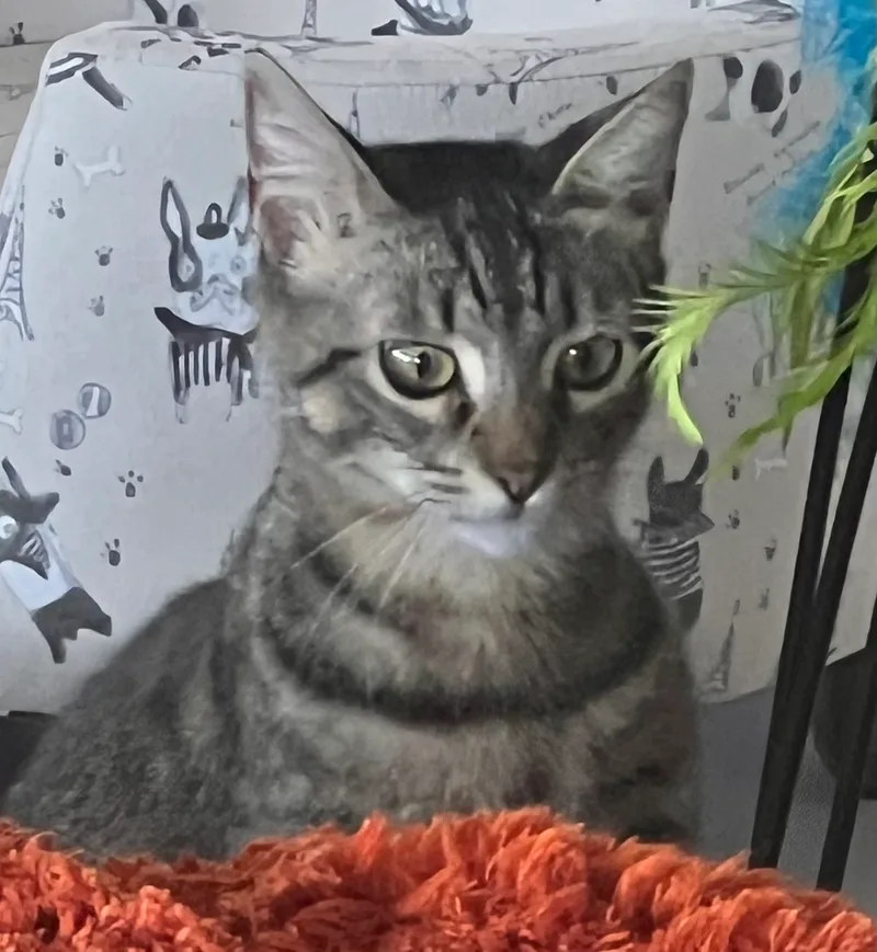 Miss Mittens thumbnail 3