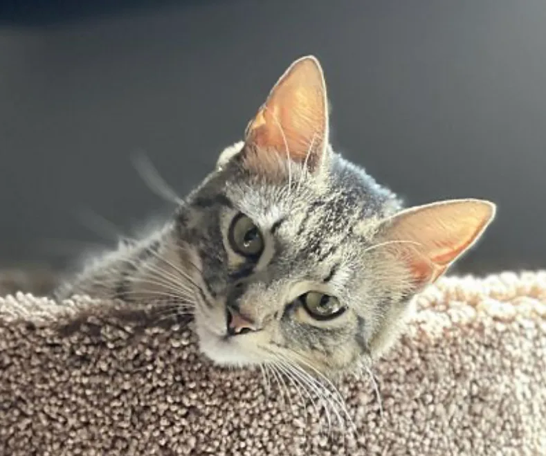 Miss Mittens thumbnail 4