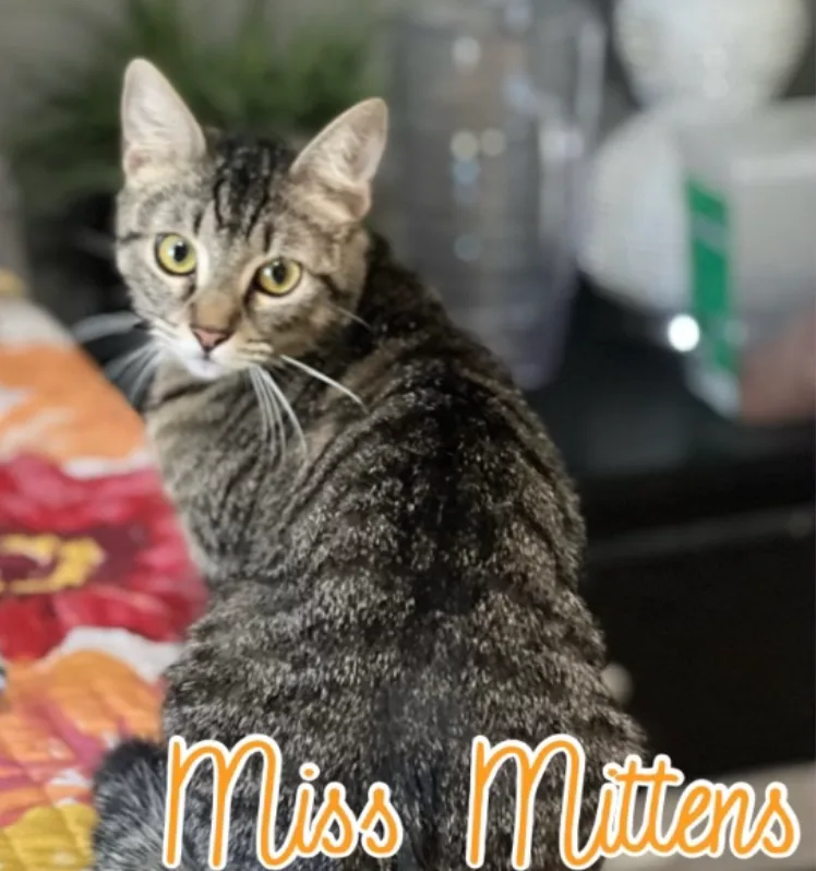Miss Mittens thumbnail 5