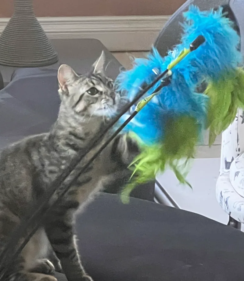 Miss Mittens thumbnail 6