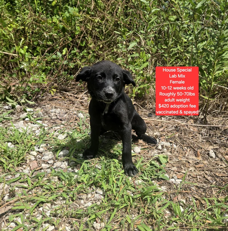 A baby large-sized male Labrador Retriever dog named House Special for adoption in Oviedo, FL