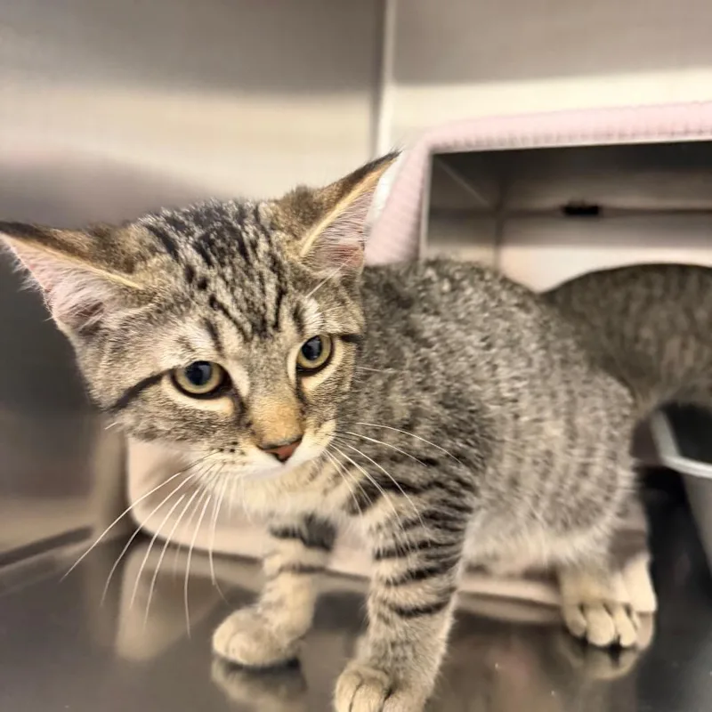 A baby small-sized male Brown / Chocolate Domestic Short Hair cat named Randy for adoption in Hamburg, NY