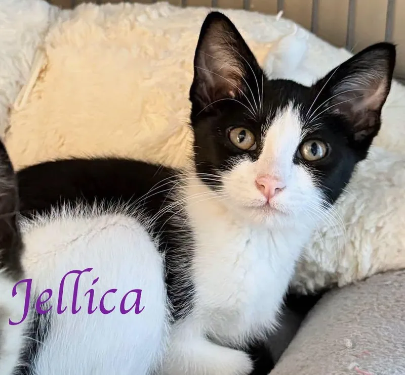 A baby medium-sized female Black & White / Tuxedo Domestic Short Hair cat named Jellica for adoption in Murfreesboro, TN