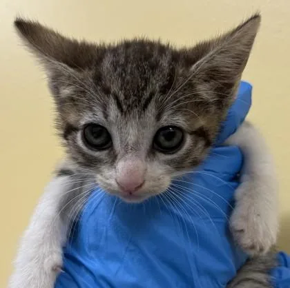 A baby small-sized female Domestic Short Hair cat named Sally for adoption in Honolulu, HI